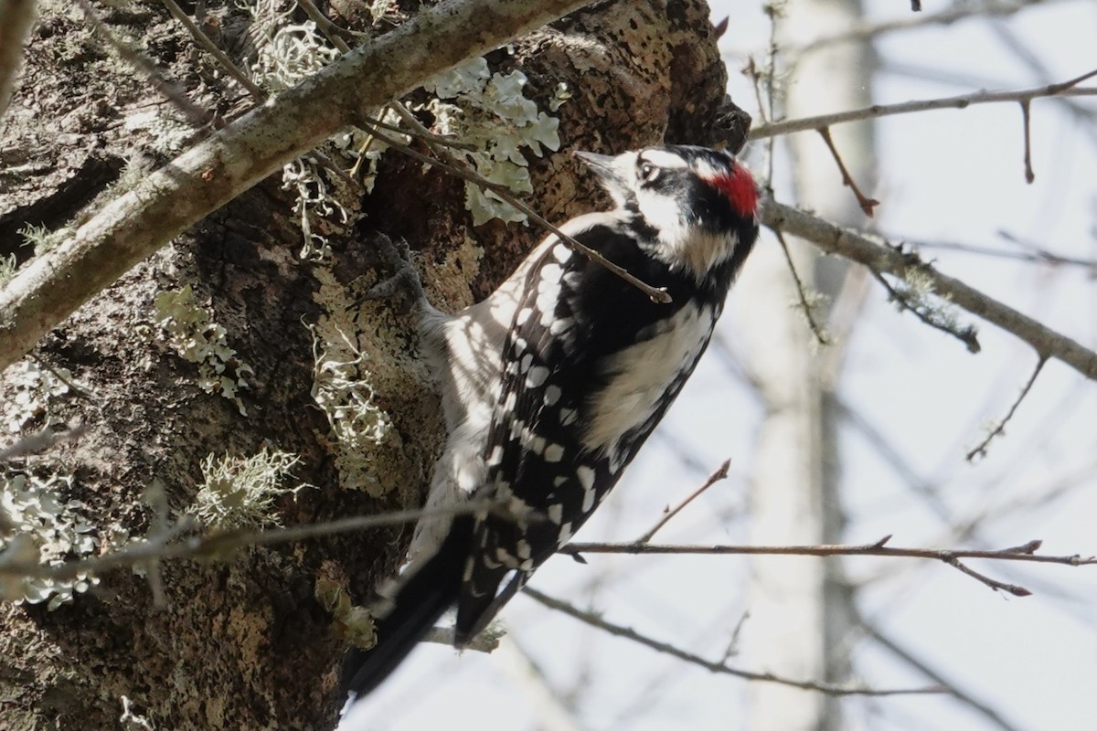 Downy Woodpecker - Allison Graves