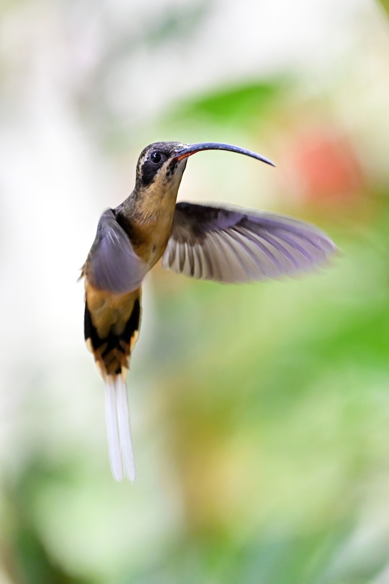 Tawny-bellied Hermit - ML613597047