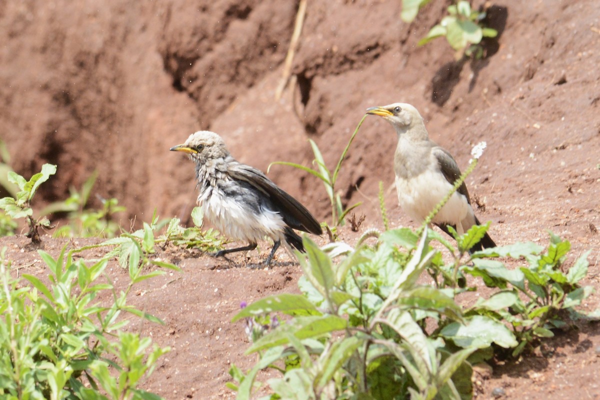 Fischer's Starling - ML613597068