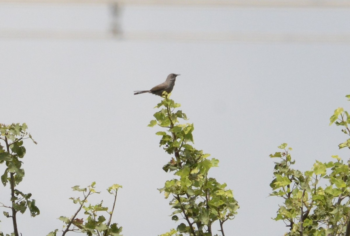 Gray Wren-Warbler - Bertina K