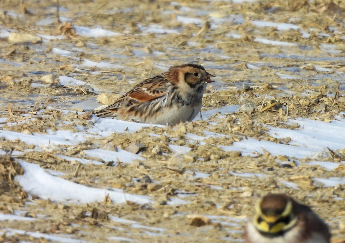 Lapland Longspur - ML613597144