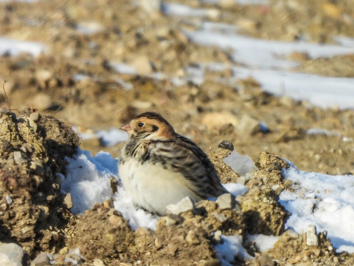 Lapland Longspur - ML613597151