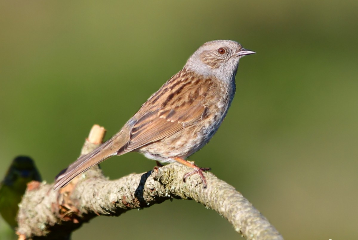 Dunnock - ML613597169