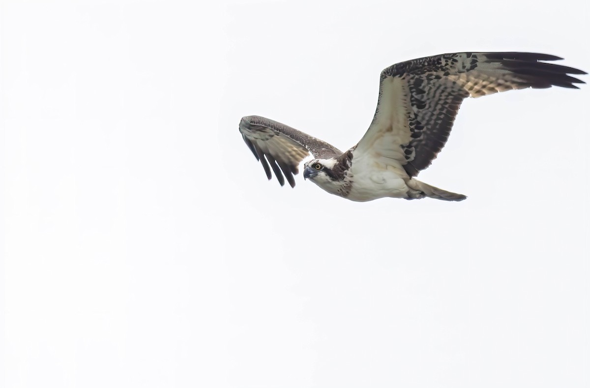 Osprey - ML613597173