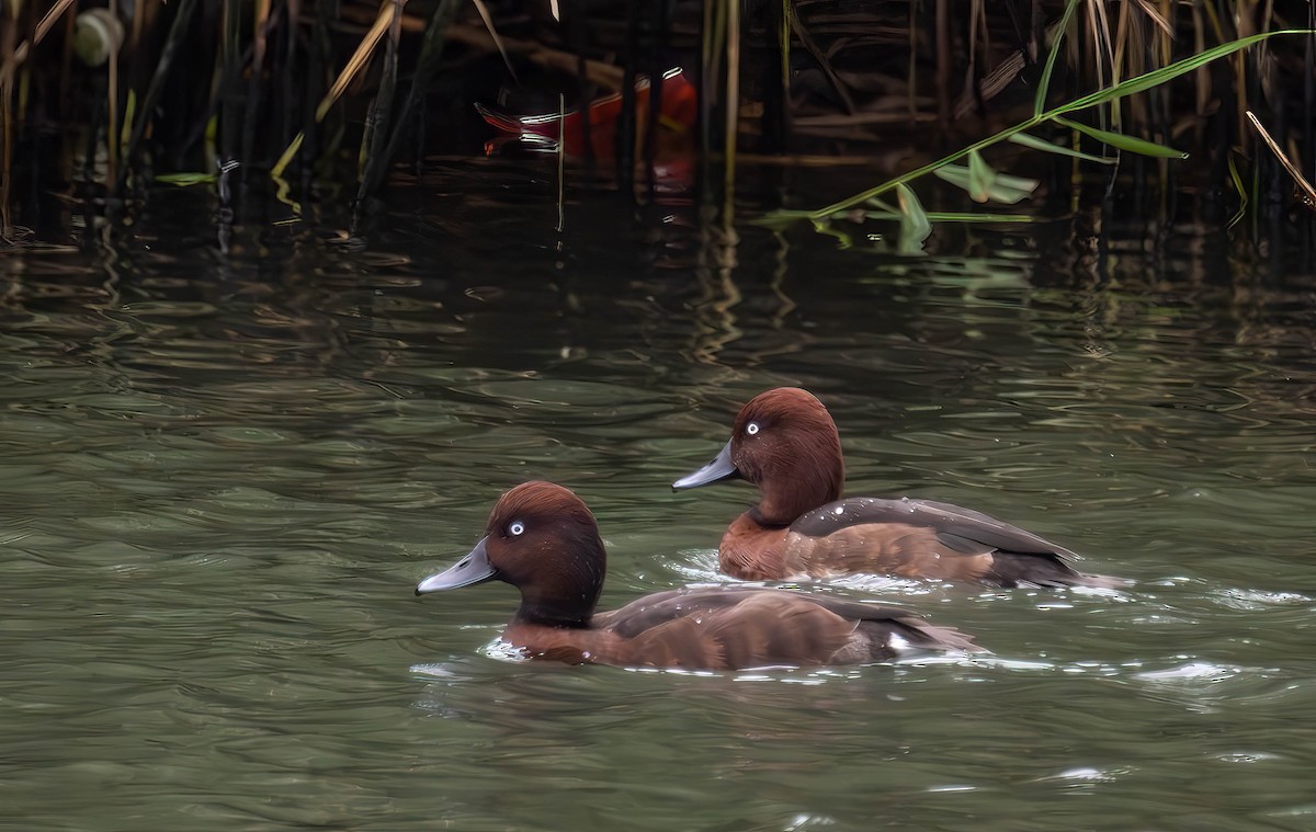 Ferruginous Duck - ML613597254