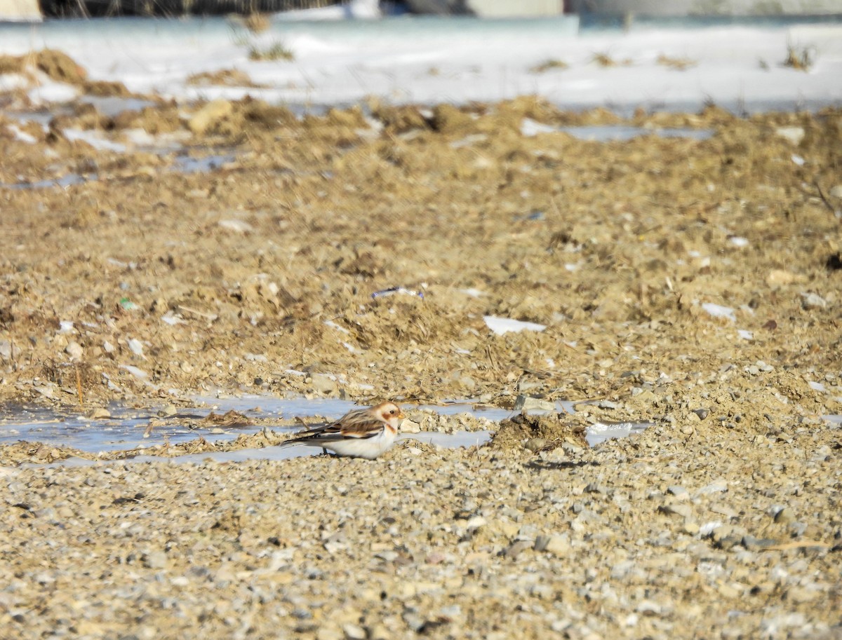 Snow Bunting - ML613597299