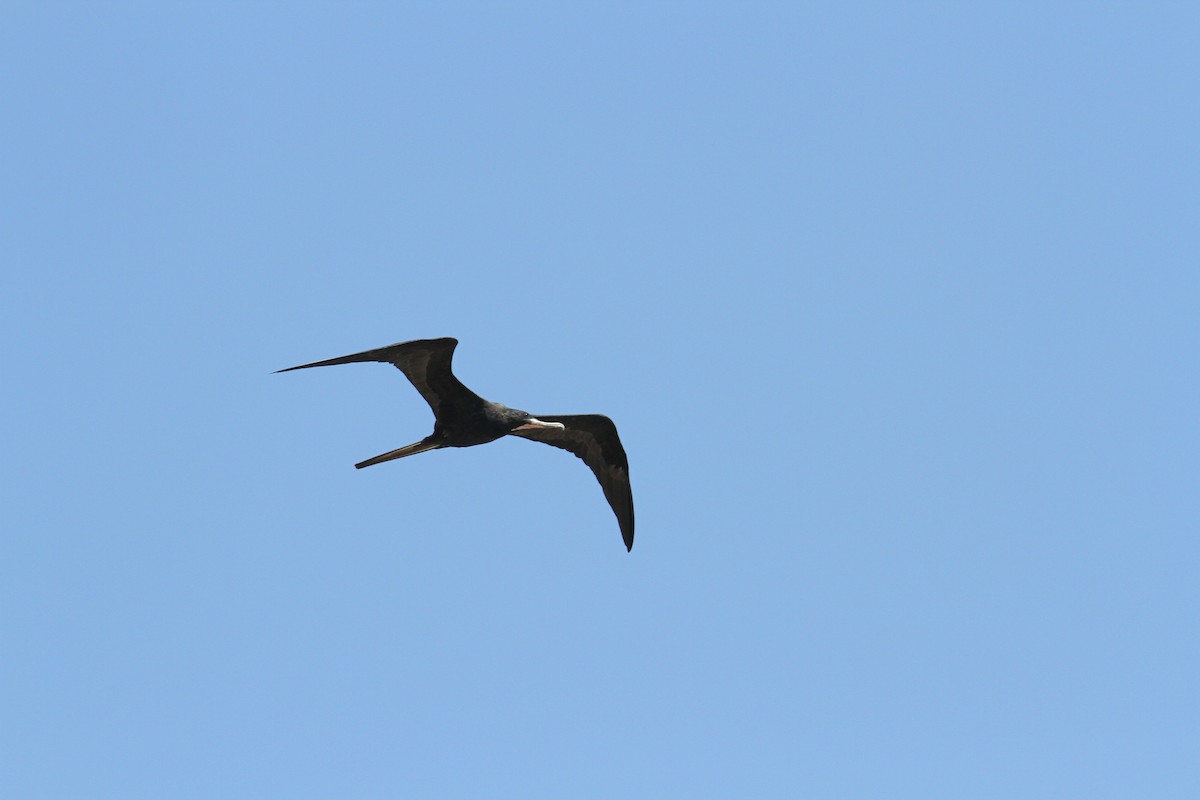 Magnificent Frigatebird - ML613597326