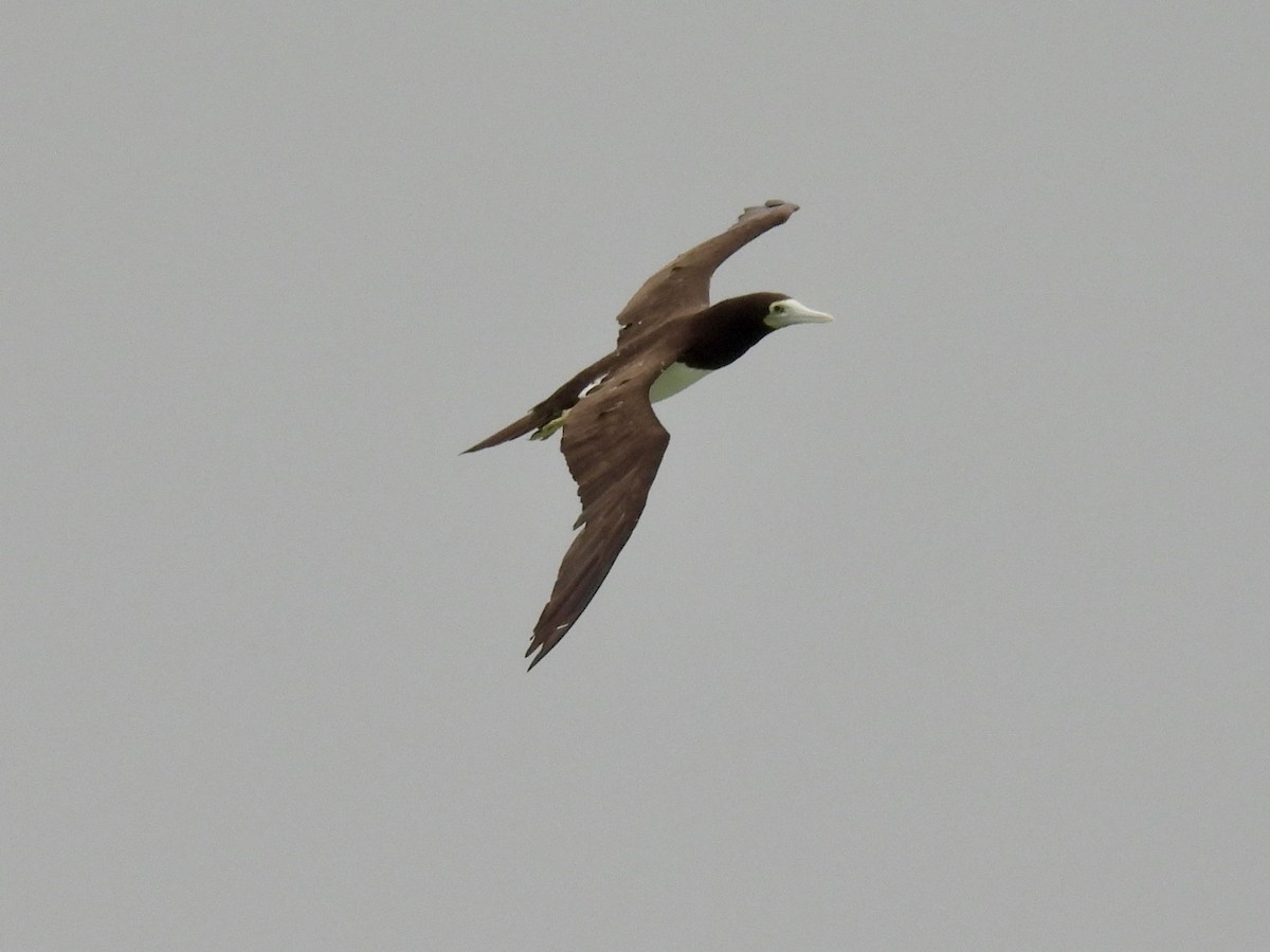 Brown Booby - T. Kruse