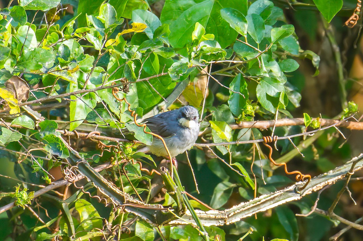 White-chinned Prinia - Manuel Fernandez-Bermejo