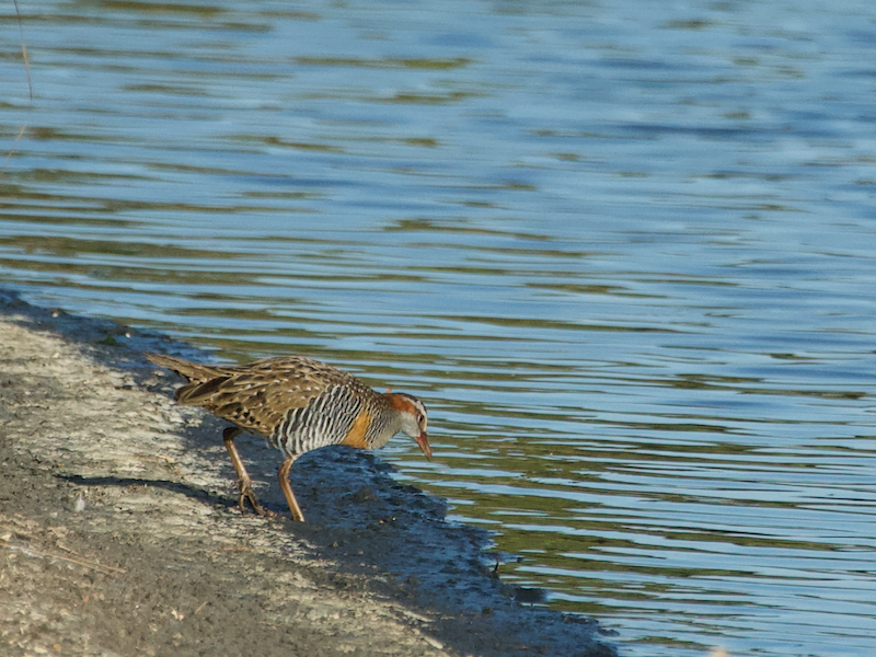 Buff-banded Rail - ML613597432