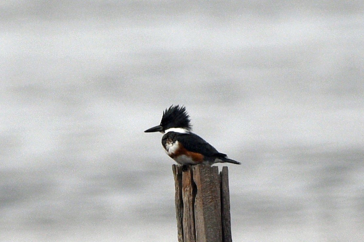 Belted Kingfisher - ML613597515