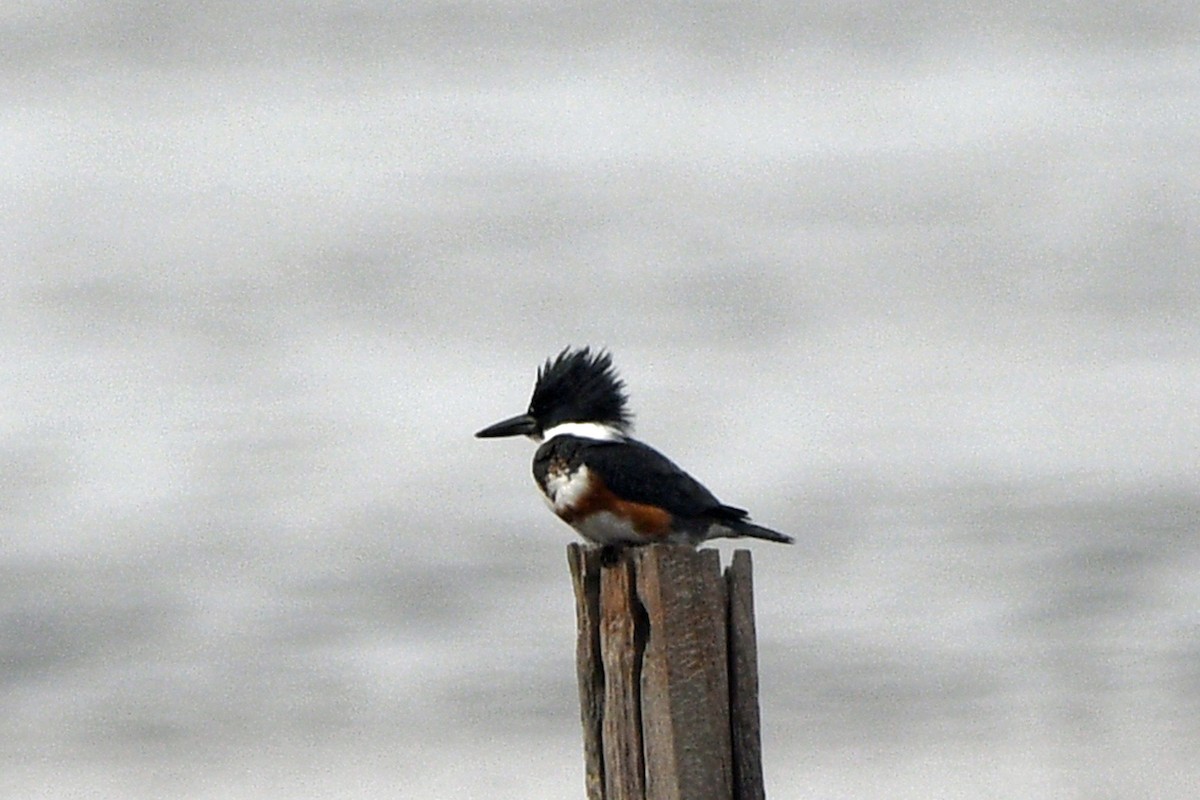 Martin-pêcheur d'Amérique - ML613597515