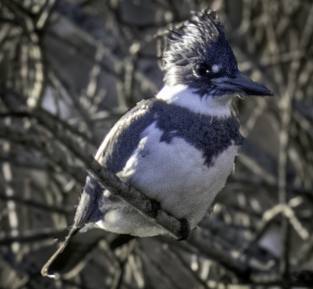 Belted Kingfisher - ML613597554