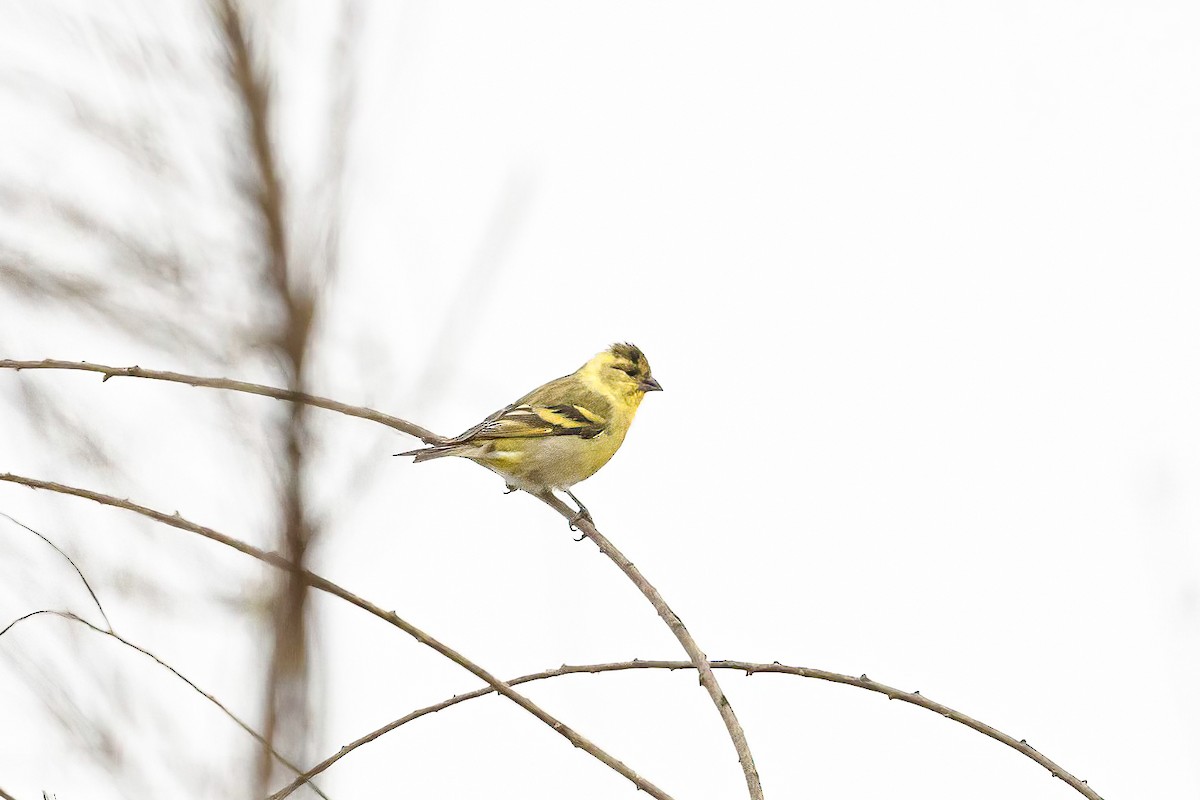 Black-chinned Siskin - ML613597631