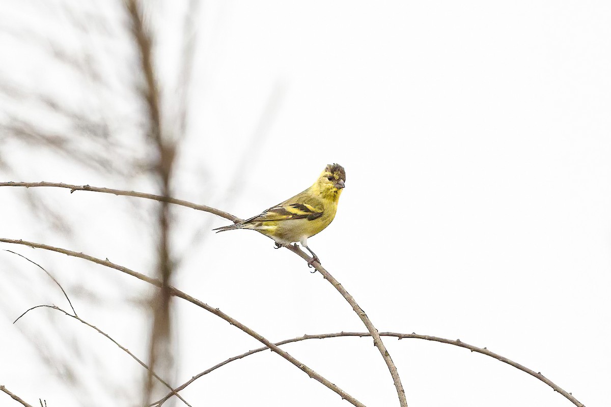 Black-chinned Siskin - ML613597638