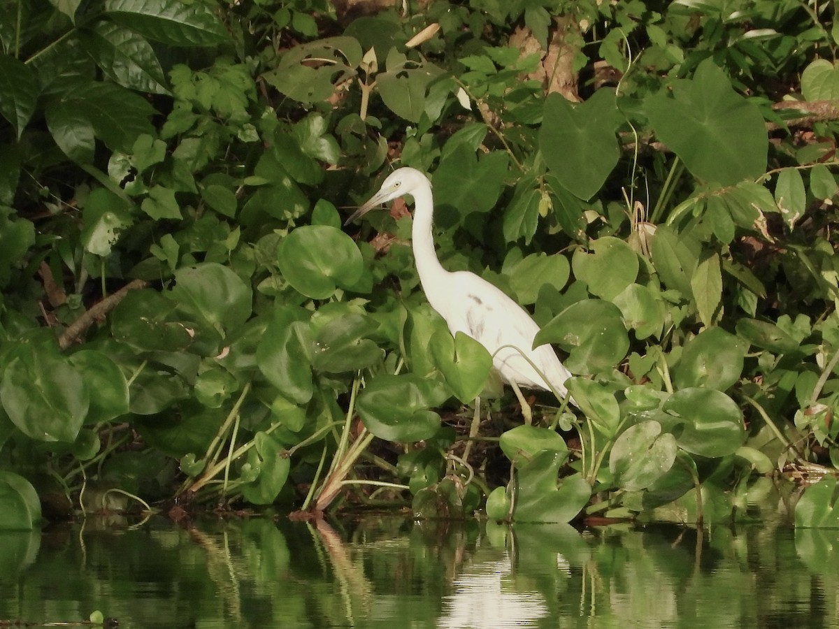 Little Blue Heron - ML613597645