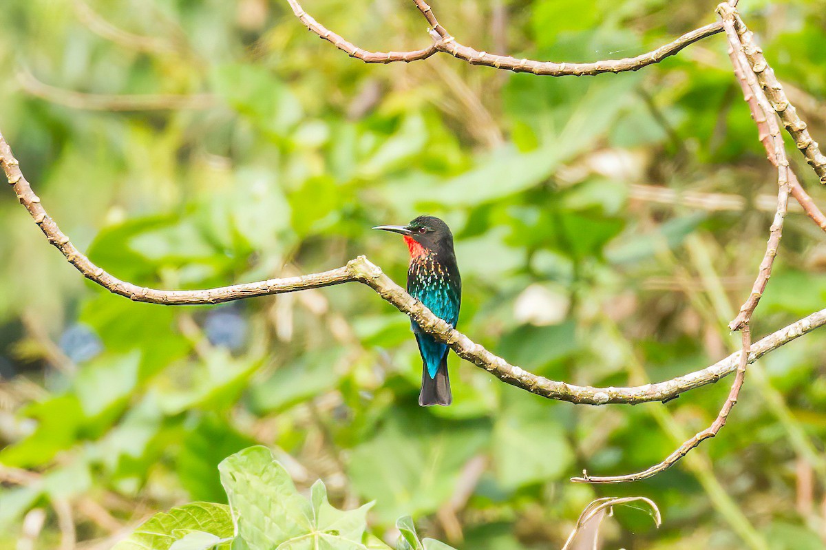 Black Bee-eater - ML613597653