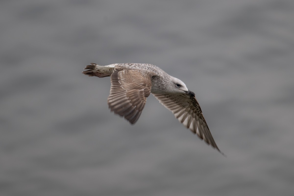 Yellow-legged Gull (michahellis) - Morten Lisse