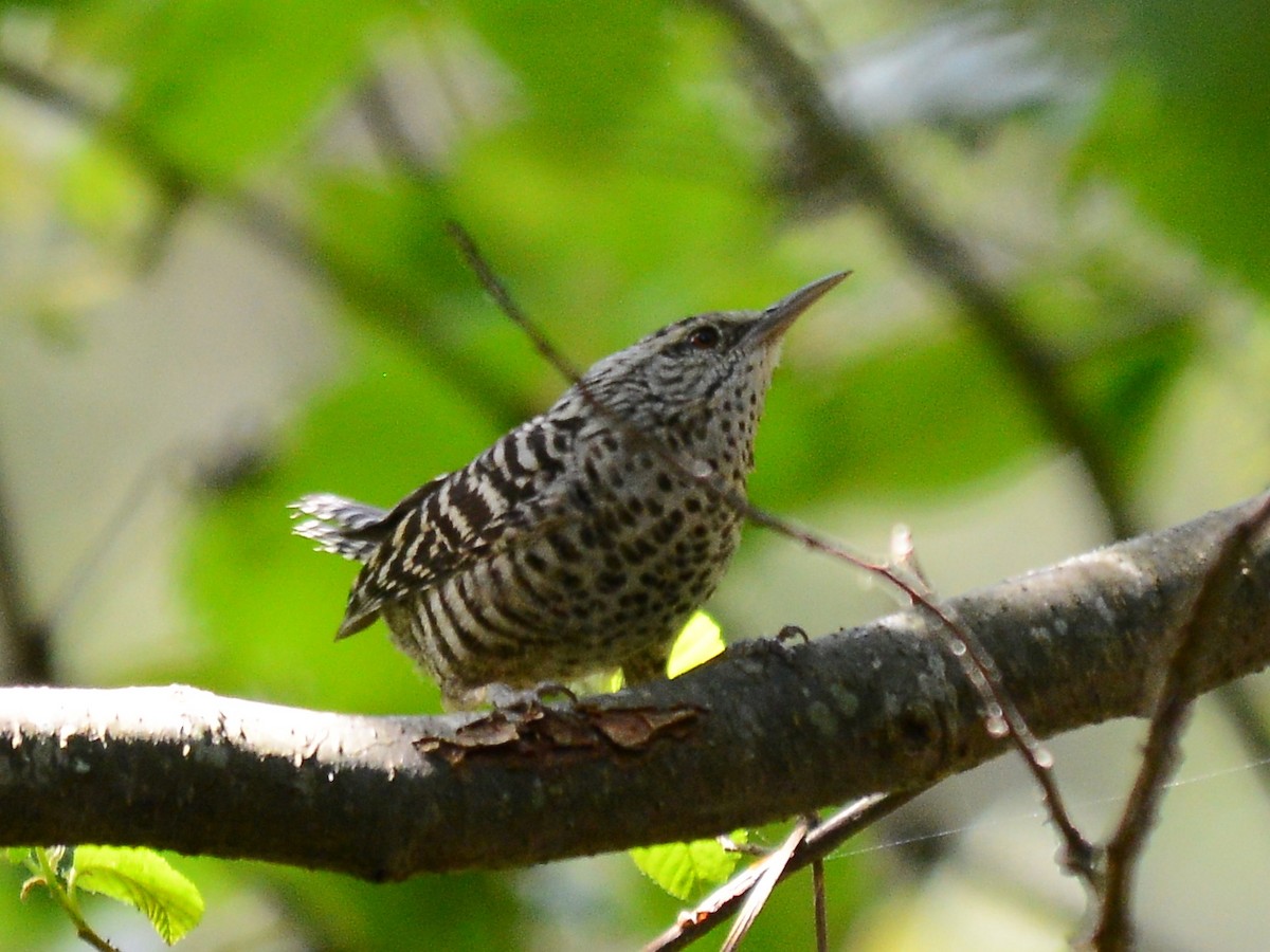 Gray-barred Wren - ML613597697