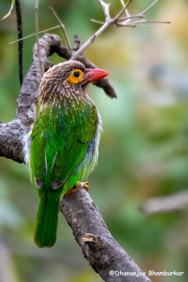 Brown-headed Barbet - Dhananjay Bhamburkar