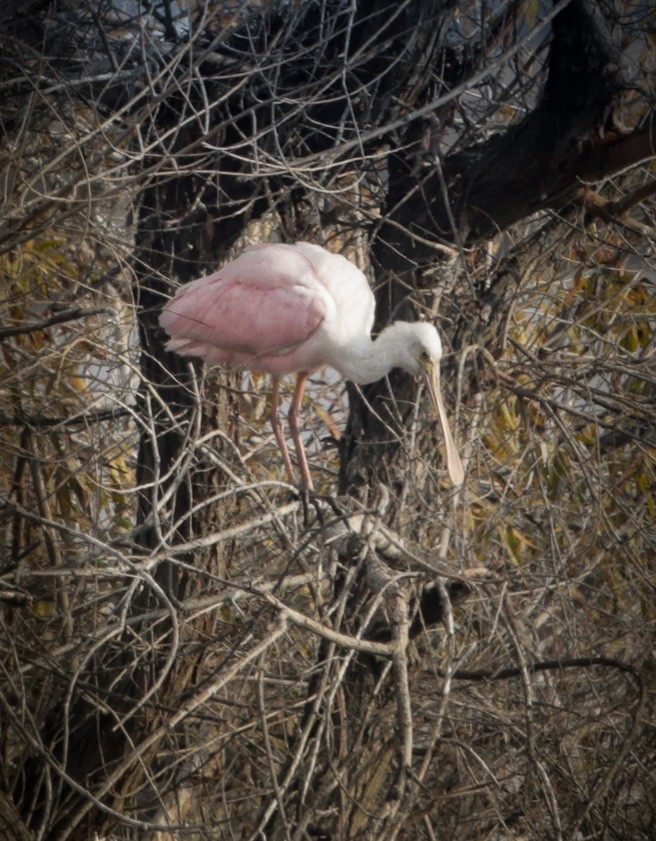 Roseate Spoonbill - Jill Dale