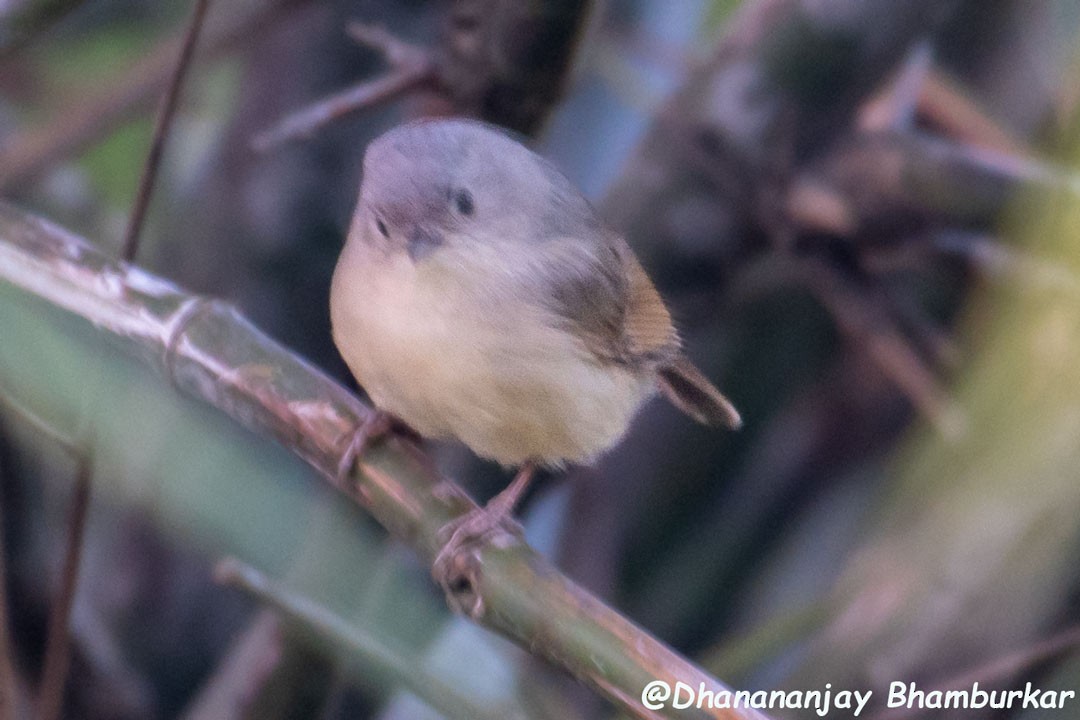 Brown-cheeked Fulvetta - Dhananjay Bhamburkar