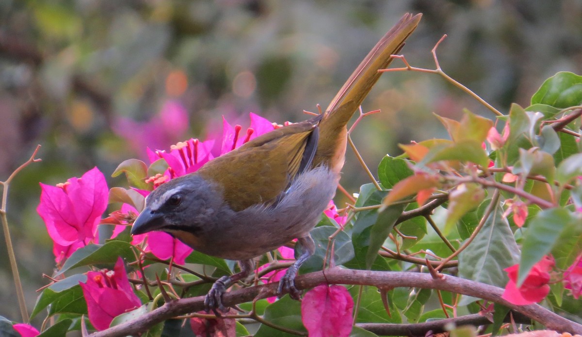 Buff-throated Saltator - ML613597851