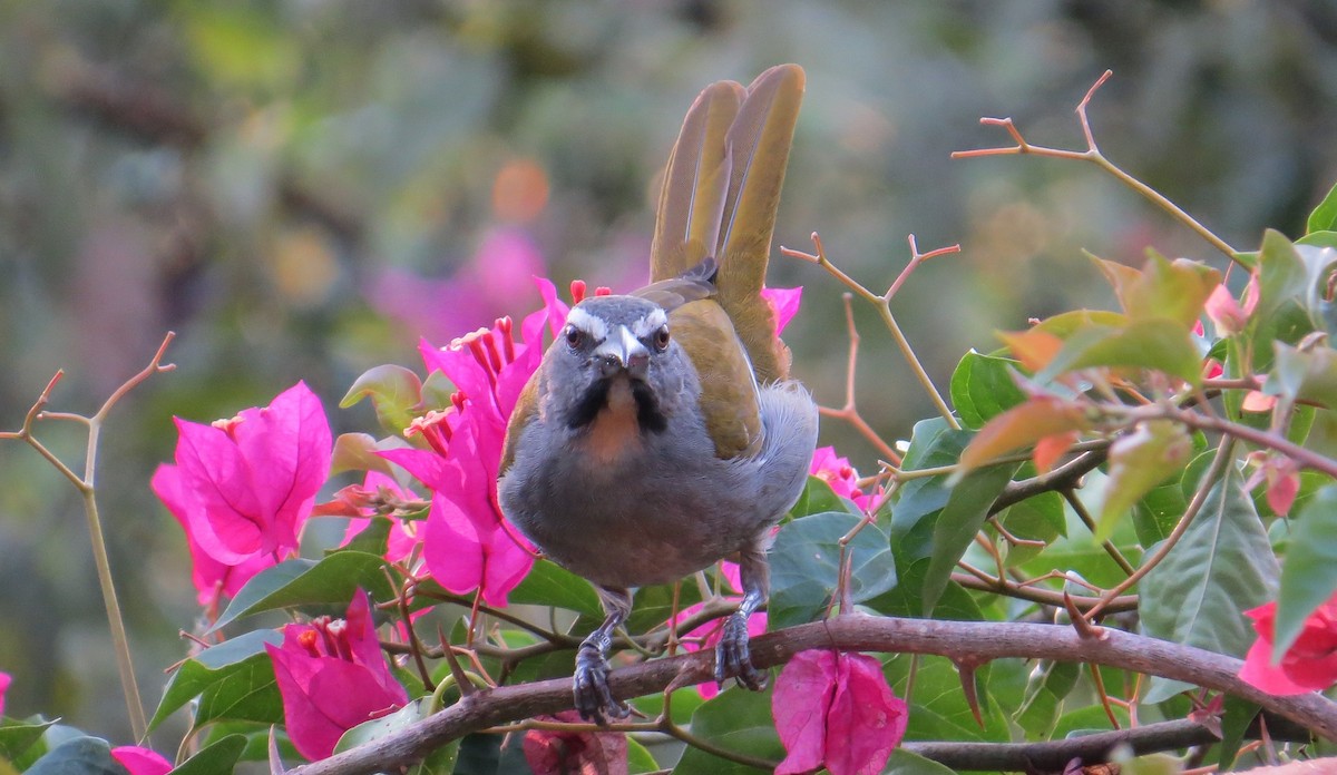 Buff-throated Saltator - ML613597852