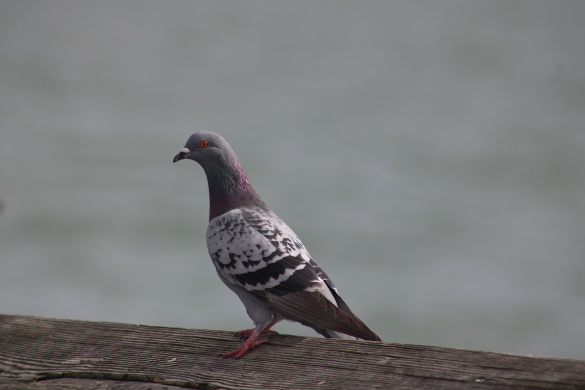 Rock Pigeon (Feral Pigeon) - ML613597973