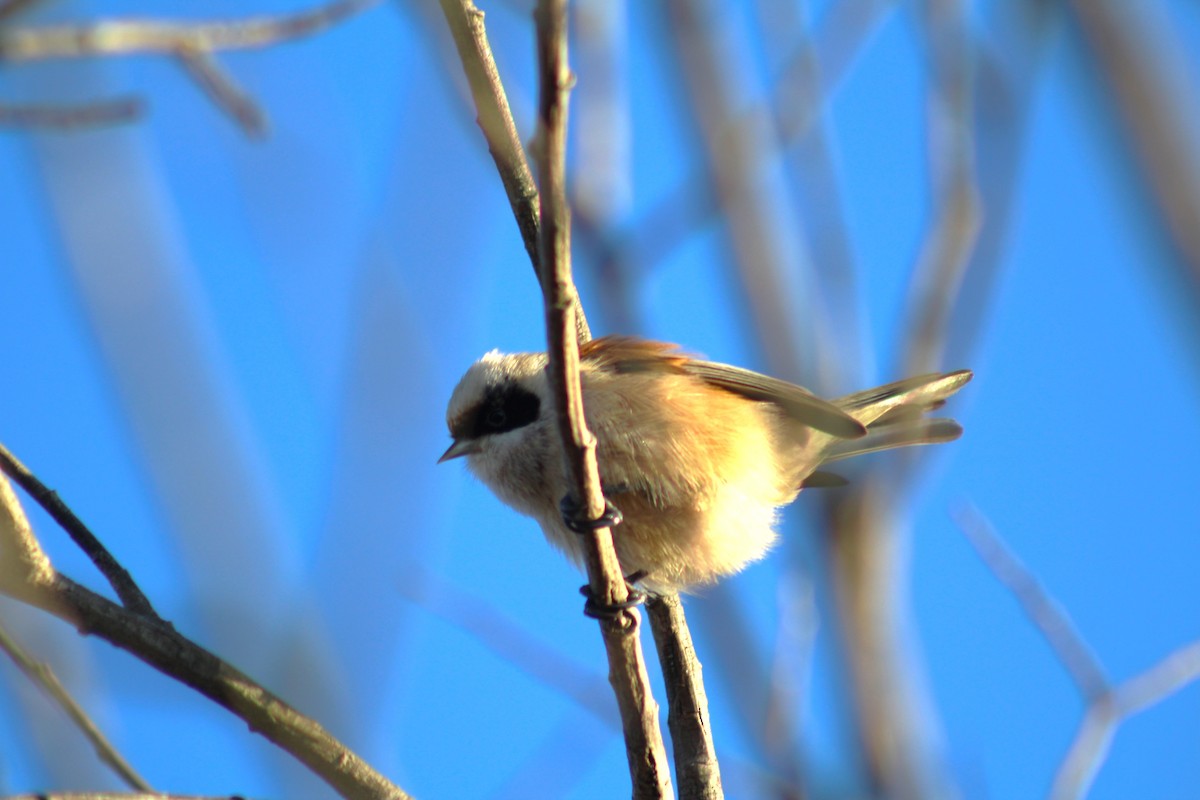 Eurasian Penduline-Tit - ML613598005