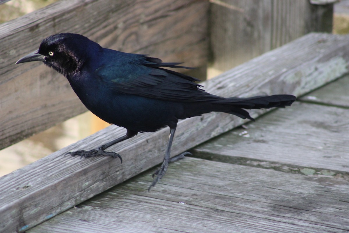 Boat-tailed Grackle - Donna McAdams