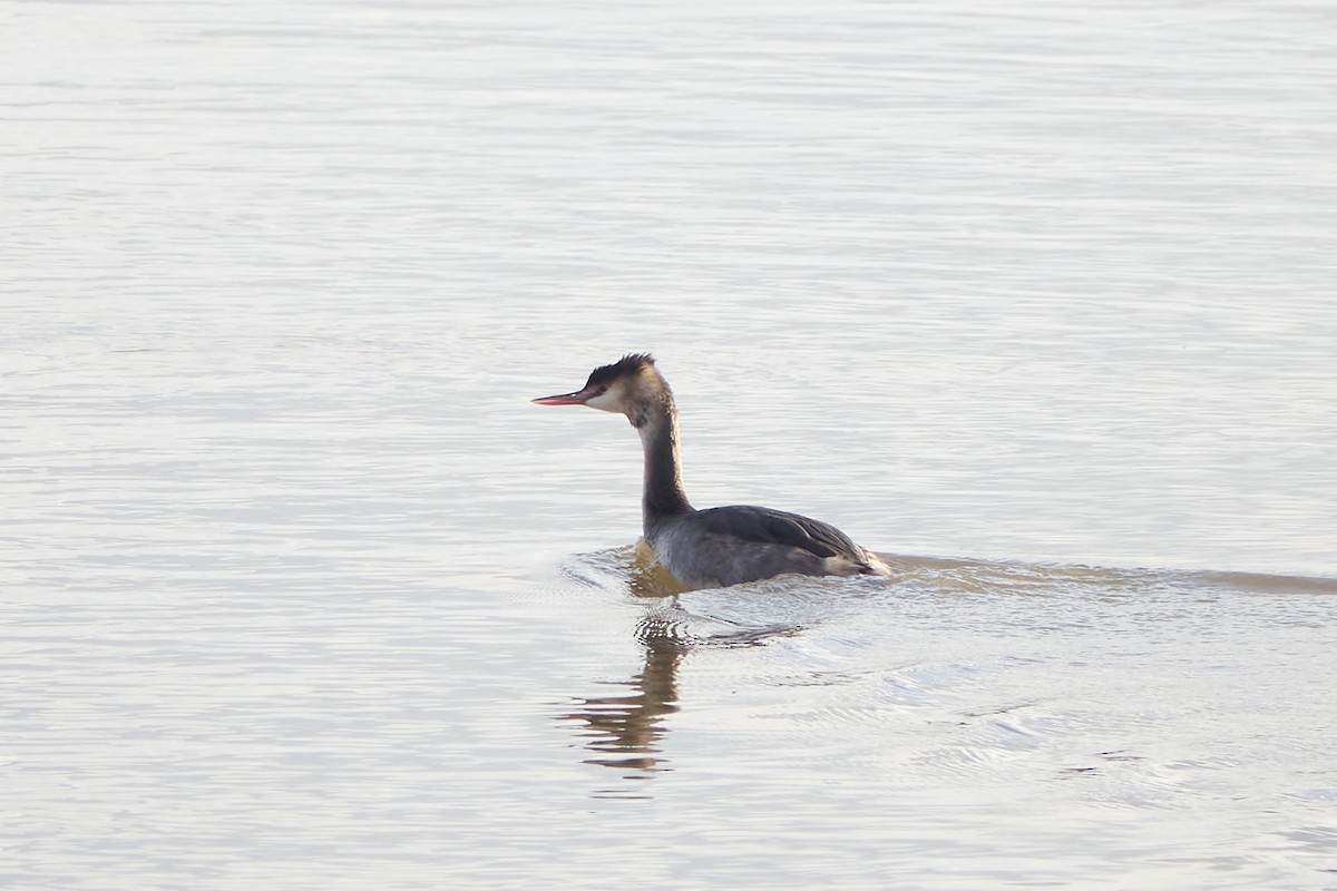 Great Crested Grebe - ML613598051