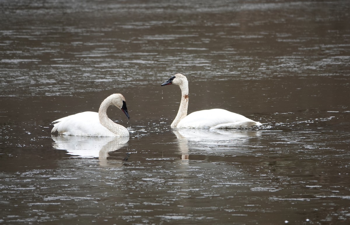 Trumpeter Swan - ML613598075