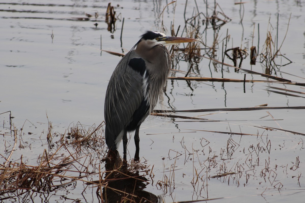 Great Blue Heron - ML613598098