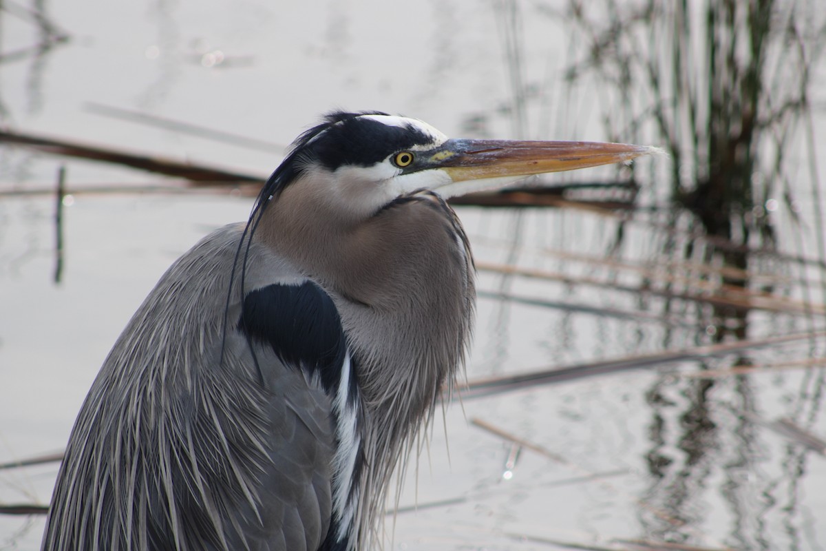 Great Blue Heron - Donna McAdams