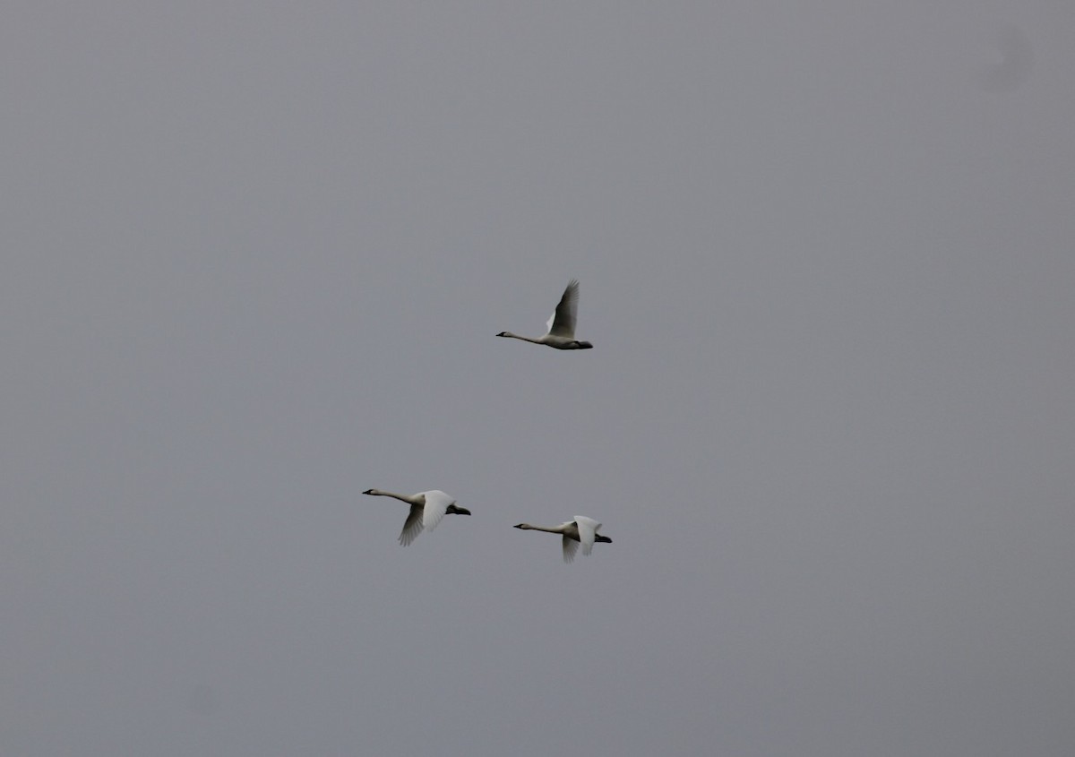 Tundra Swan - Donna McAdams