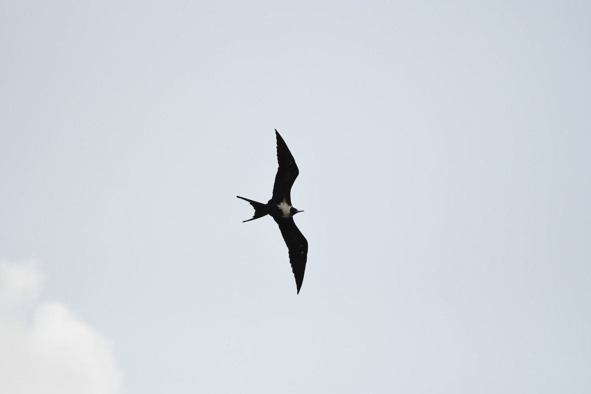 Great Frigatebird - Diane Nastase