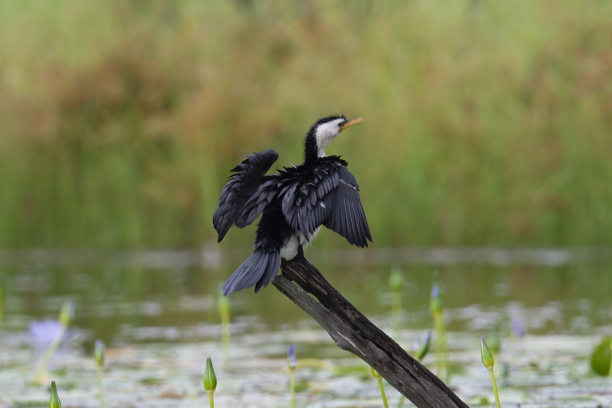 Little Pied Cormorant - ML613598172