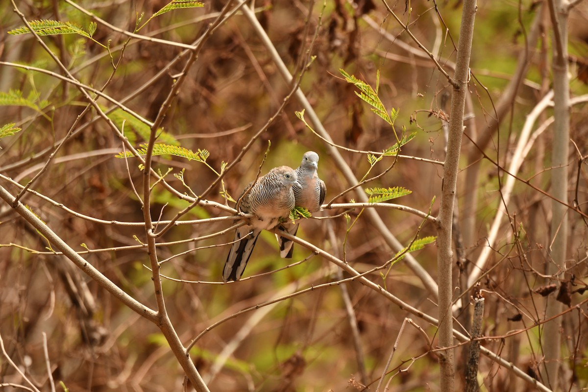 Zebra Dove - Diane Nastase