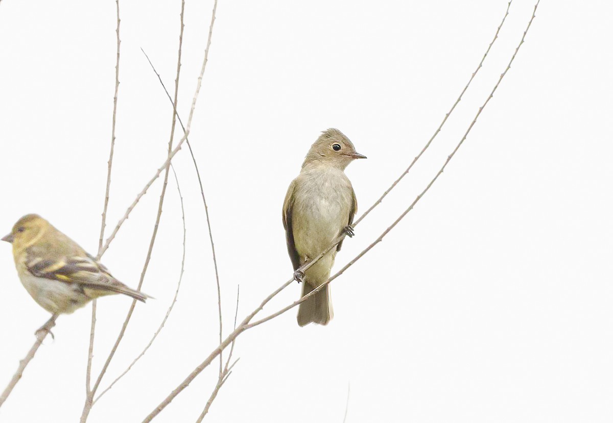 White-crested Elaenia (Chilean) - ML613598181