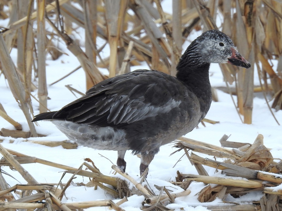 Snow Goose - ML613598209