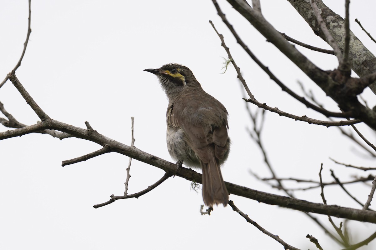 Yellow-faced Honeyeater - ML613598240