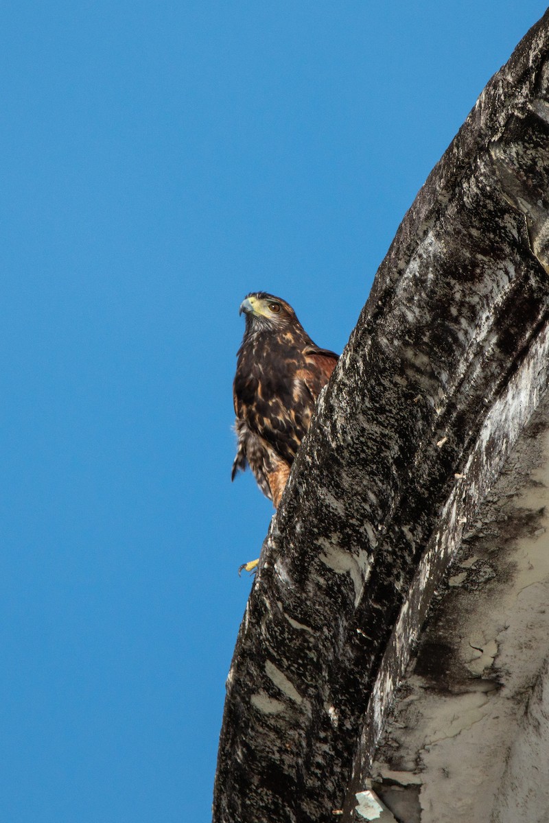 Harris's Hawk - ML613598246