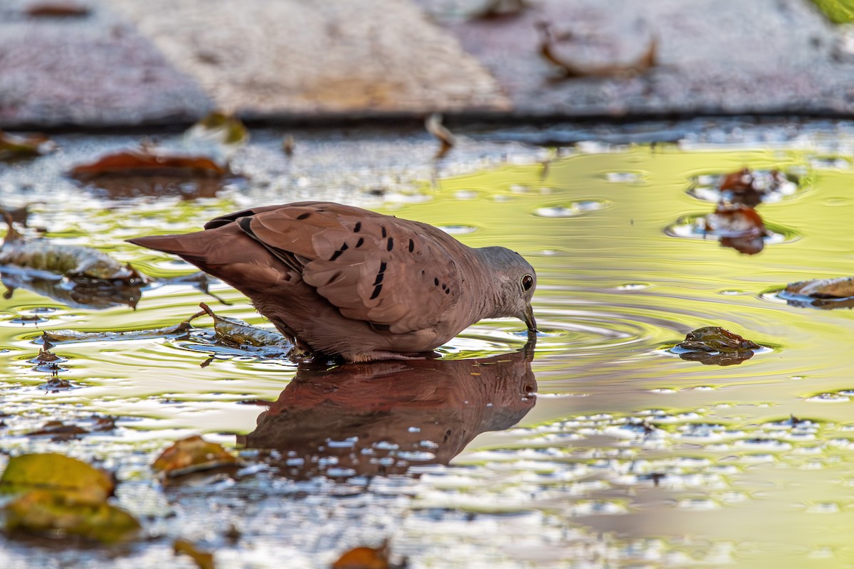 Ruddy Ground Dove - ML613598248