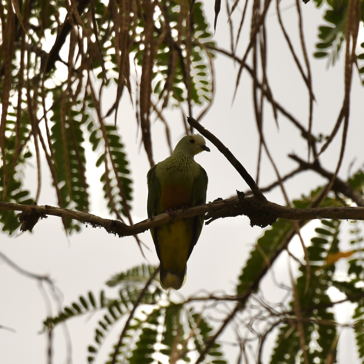 White-capped Fruit-Dove - ML613598264