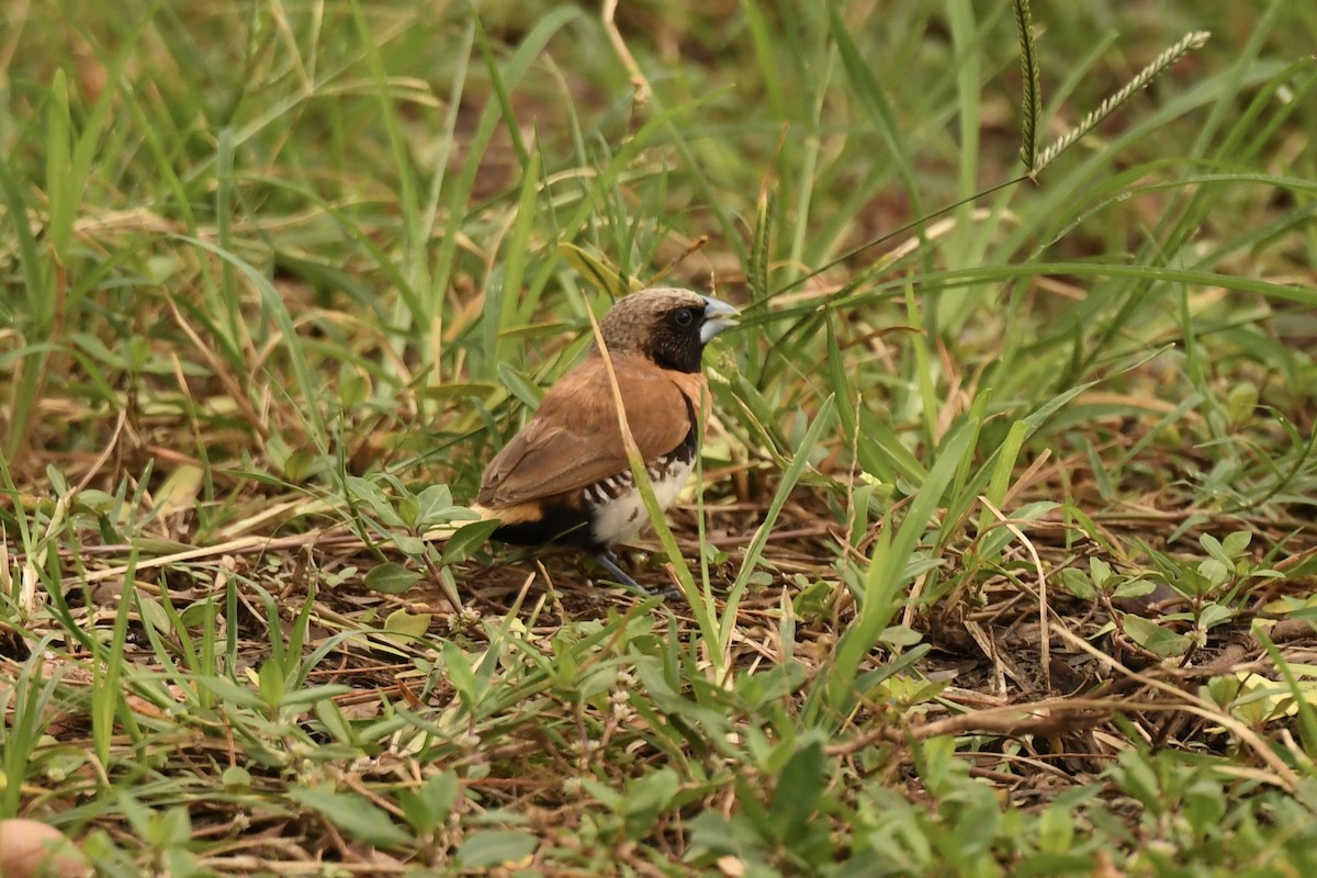 Chestnut-breasted Munia - ML613598272