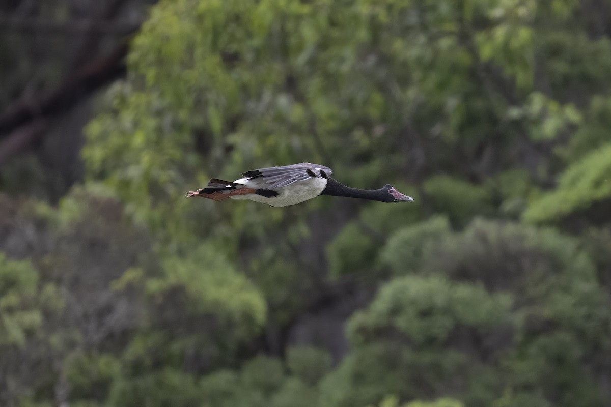 Magpie Goose - ML613598286