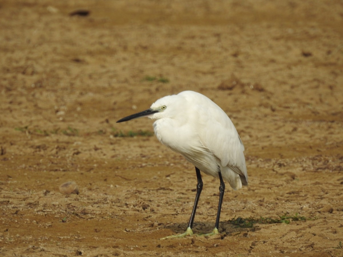 Little Egret - ML613598306