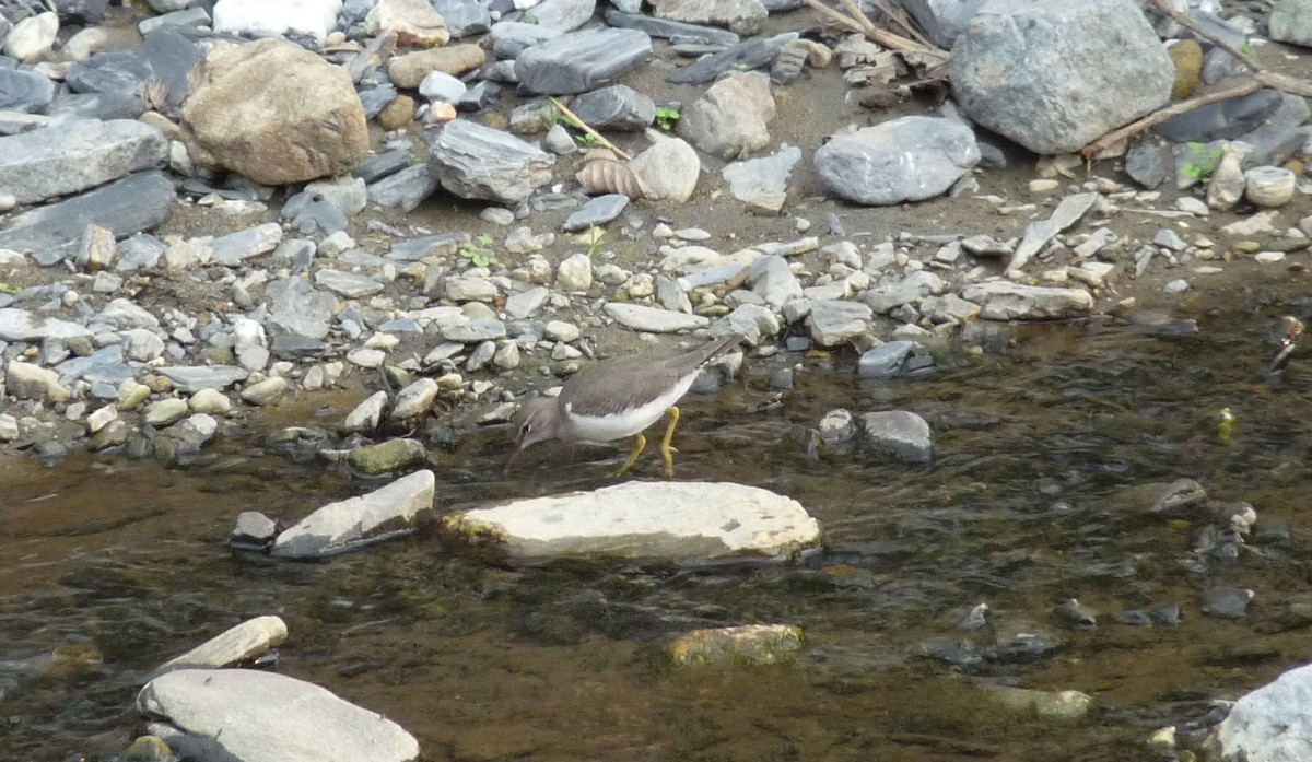 Spotted Sandpiper - ML613598339