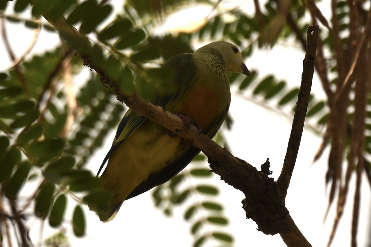 White-capped Fruit-Dove - ML613598374